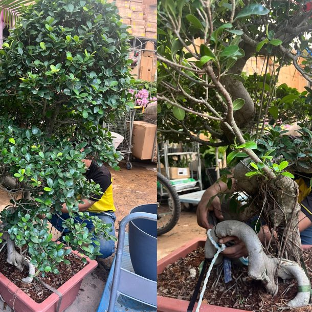 bonsai landscaping potted plan