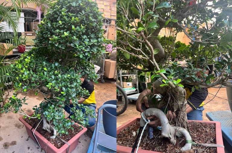 bonsai landscaping potted plan