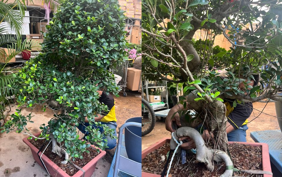 bonsai landscaping potted plan